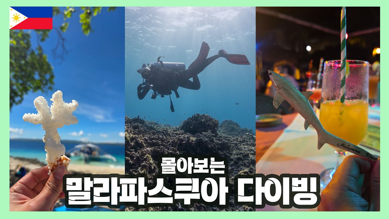 말라파스쿠아 5박 6일 다이빙 몰아보기 환도상어, 초대형거북이, 해마, 산호섬투어