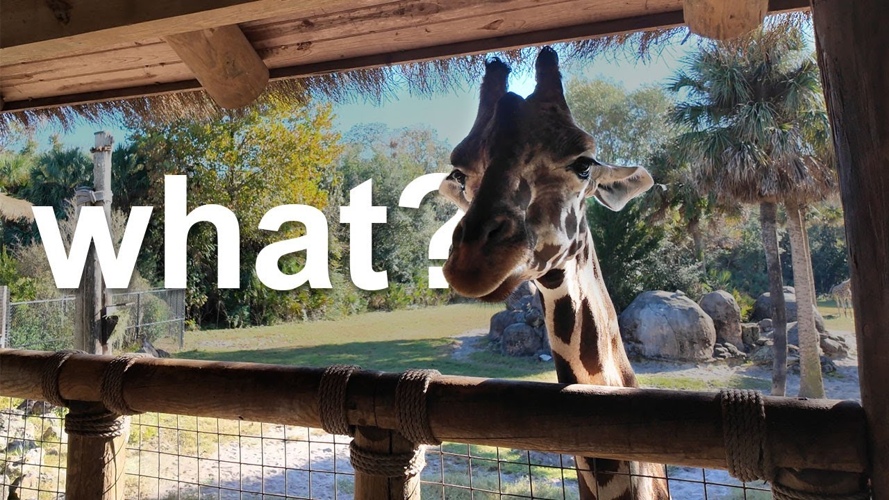 Мы не ожидали встречи с жирафом во Флориде!