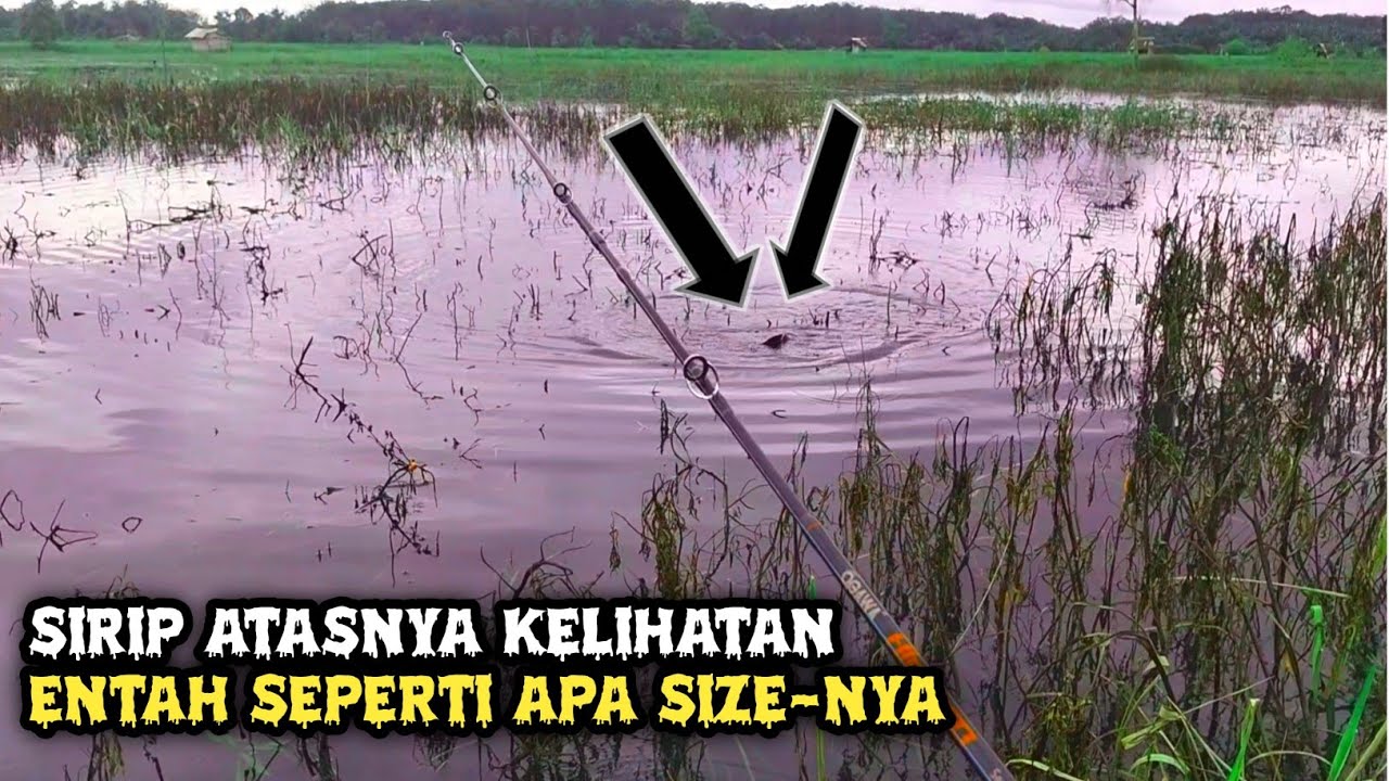BEGINILAH KALAU SPOT 1 HARI SETELAH HUJAN DERAS //CASTINGIKANGABUS