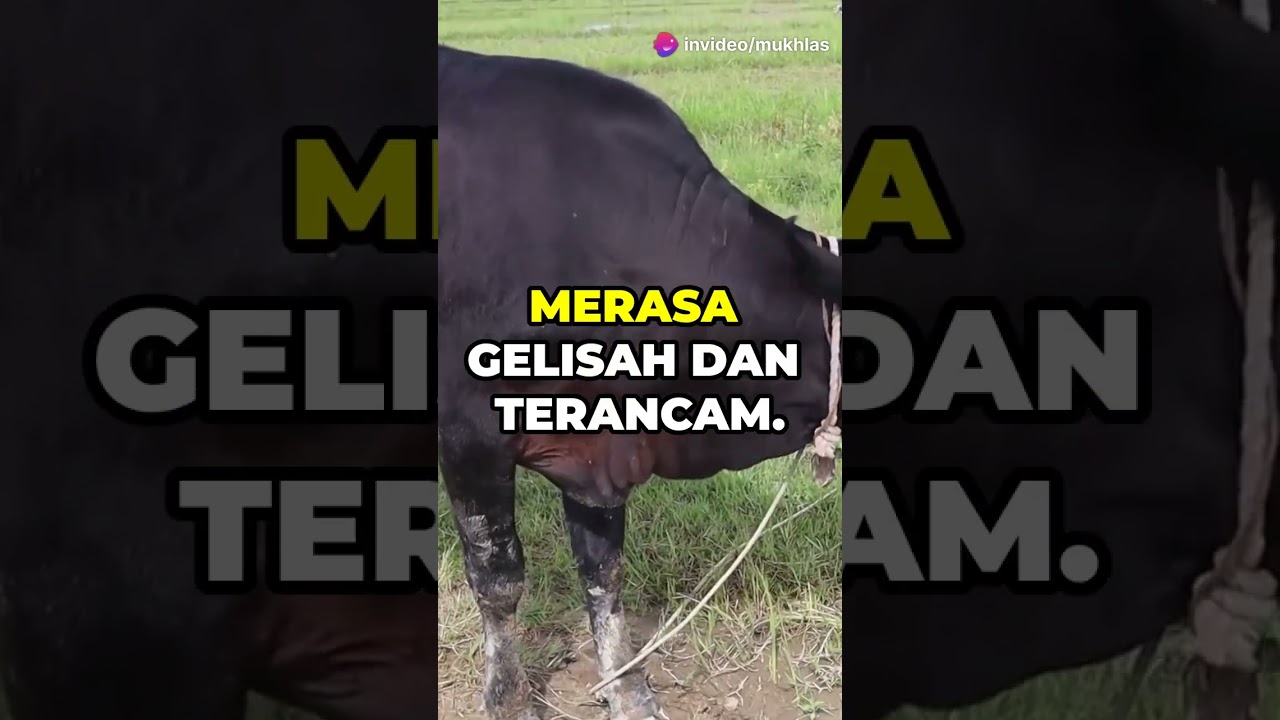 kenapa sih banyak sapi kurban lepas dan ngamuk?