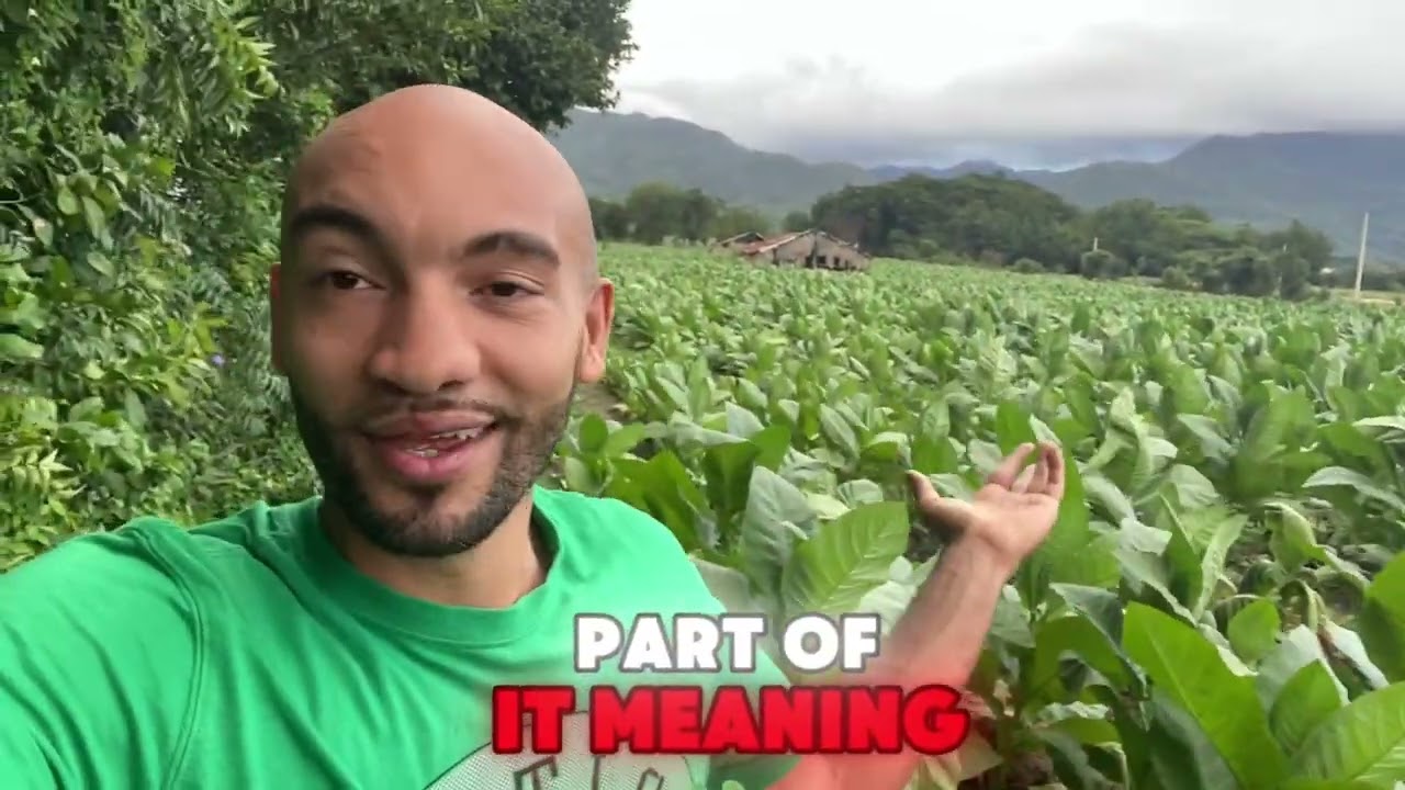 How Dominican Tobacco is made From Seed to Cigar Part 1- Villa Gonz&aacute;lez Tobacco