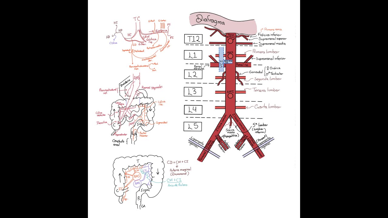 Anatomía: Arterias de abdomen y pelvis