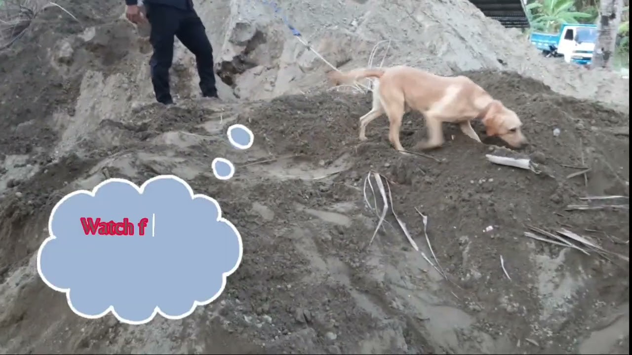 Search and Rescue K9 Team Training