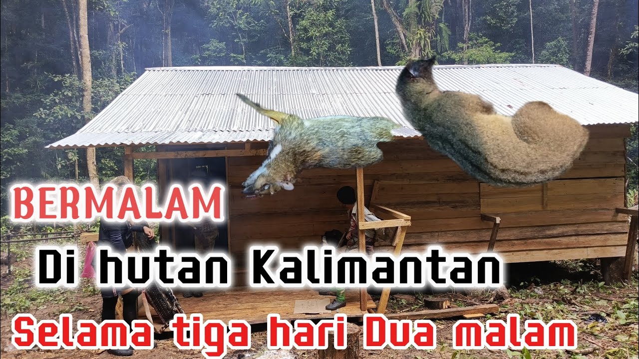 Akhirnya di awal tahun Bermalam di hutan Kalimantan 