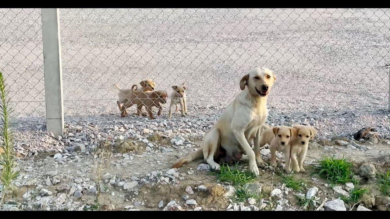 Heartbroken mother dog and her puppies DESPERATELY waiting their OWNER! #rescuedog