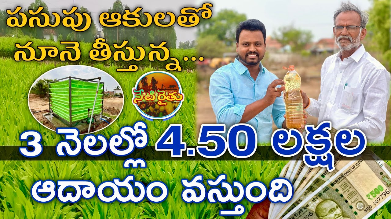 TURMERIC LEAF OIL EXTRACTION UNIT | పసుపు ఆకుల నుండి నూనె తీసే యంత్రం | STEAM DISTILLATION UNIT |