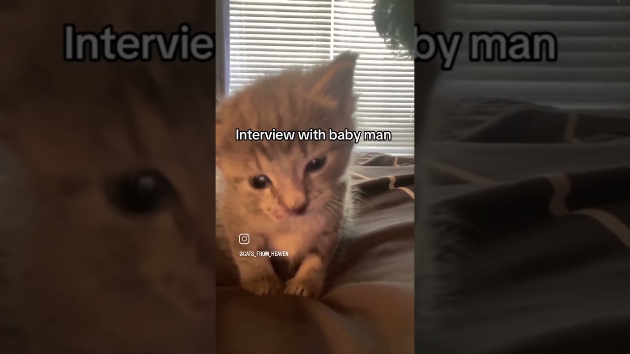 baby man😮 #cat #cute #animal #anime #instagram #tiktok #shorts #fyp #viral (not mine)