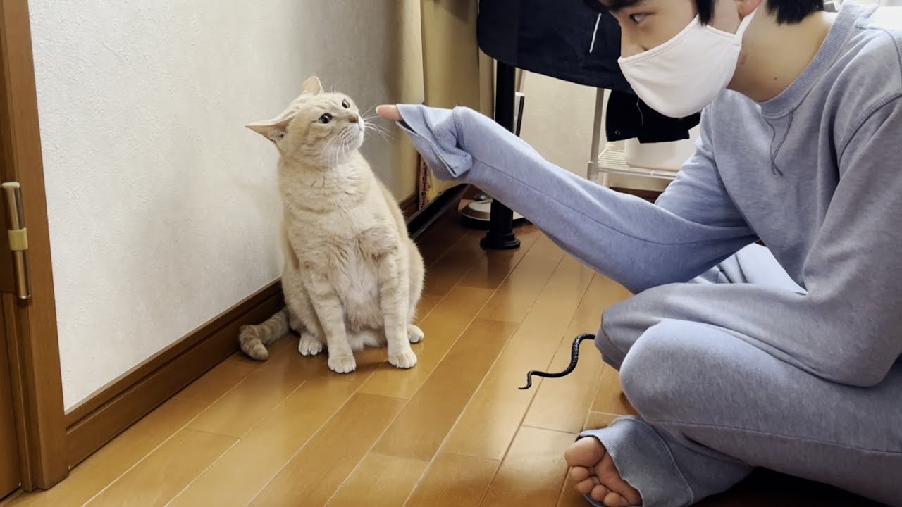 息子とのケンカで甲高い唸り声で怒る猫