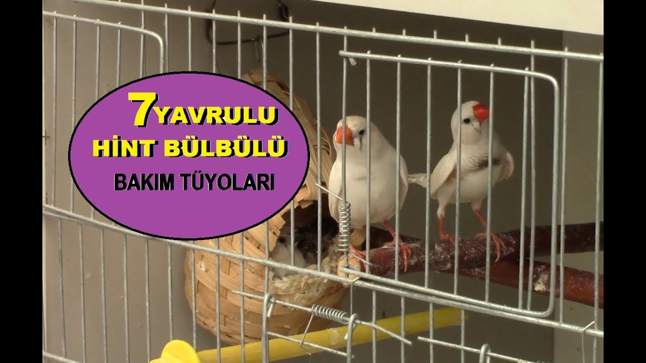 Hint Bülbülleri Çok Sayıda Yavruyu Nasıl Büyütüyor ?