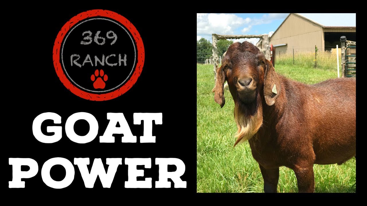 Goat Power - Before and After Brush Clearing