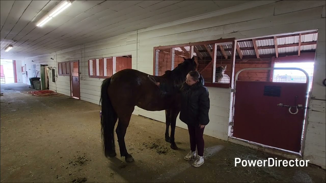 groom my horse with me#grwm #groom #forsale #fyp #horsefyp 