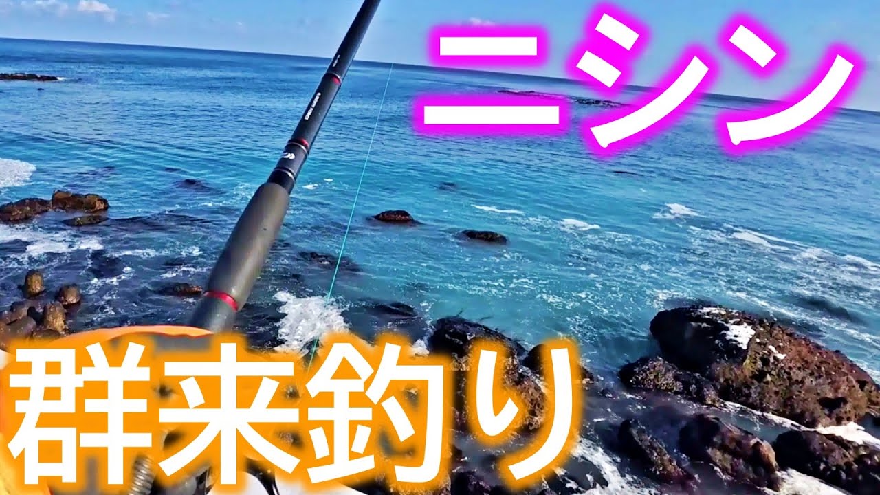 【釣り】北海道・ニシンの群来発見・群来釣り：2026年2月
