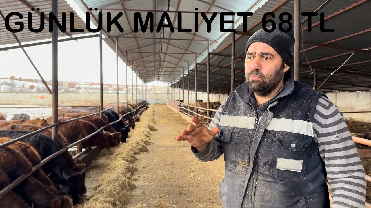 ANGUS’UN PAZARI YOK YEM MALİYETİMİZ NEREYE GELMİŞ ?