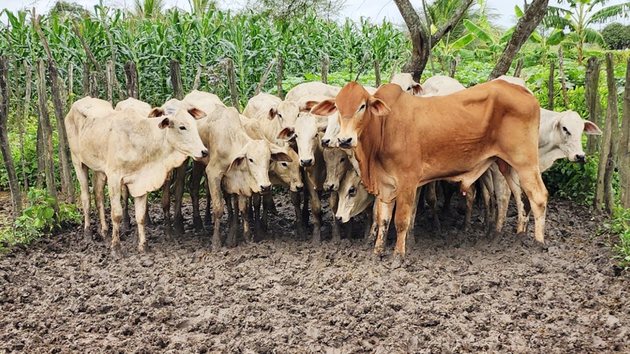 GADO DE R$ 1.300  EM ALTINHO-PE    2505-2024  #nordeste
