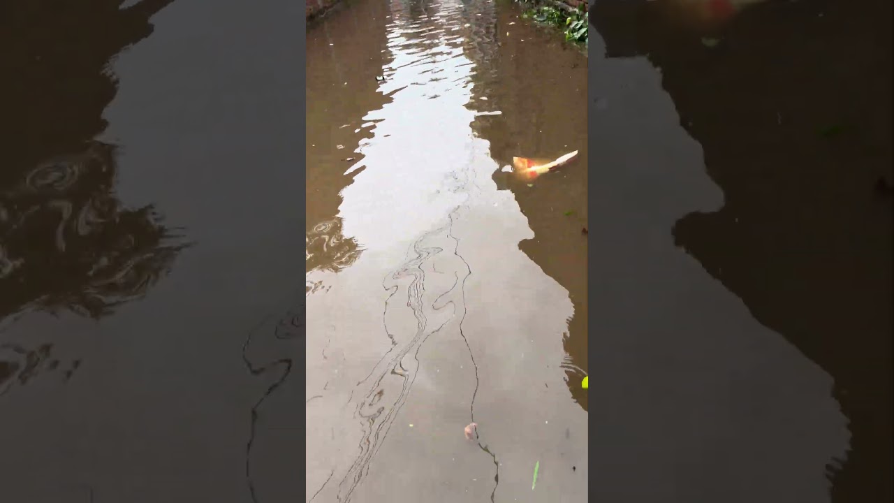 Patna Flood 