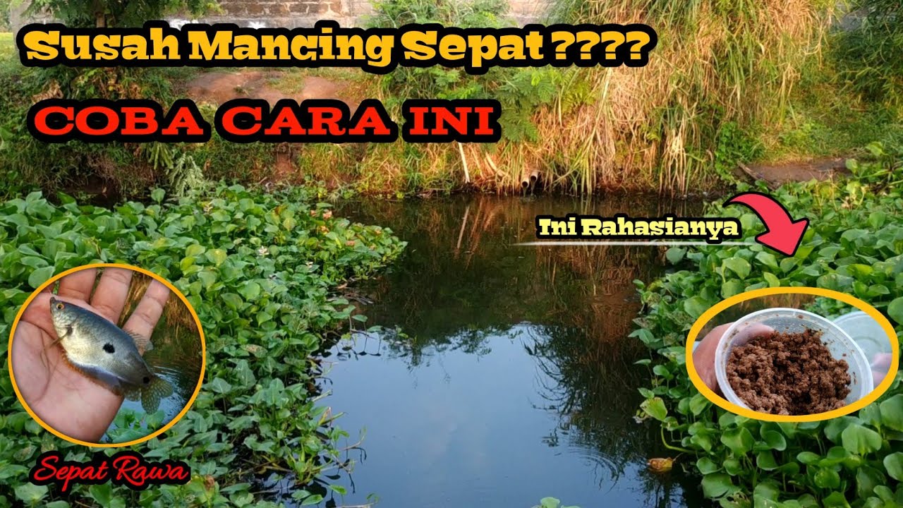 Cara Mancing Sepat || Micro fishing Indonesia