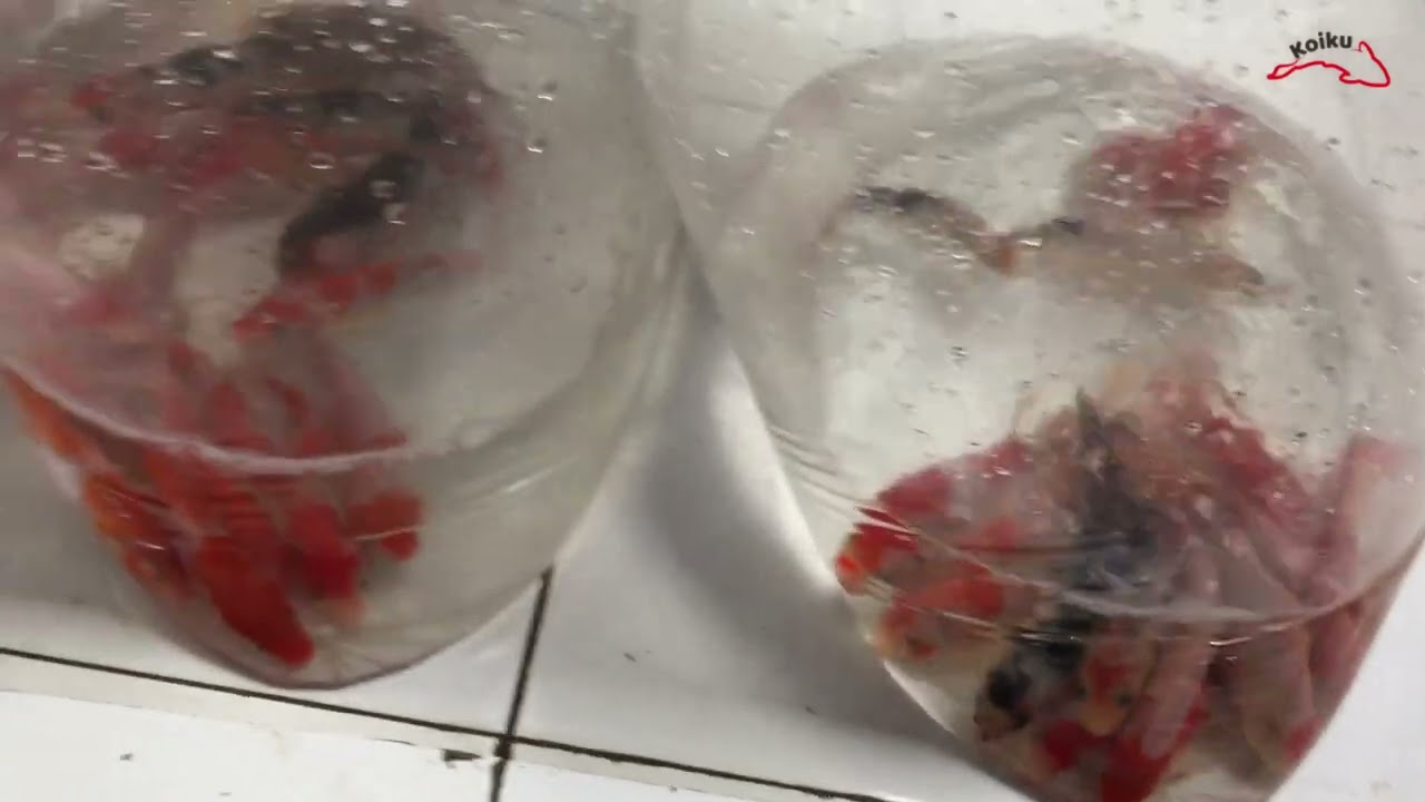 Harga Koi  Murah Sebelum Puasa | Pasar Ikan Hias Parung
