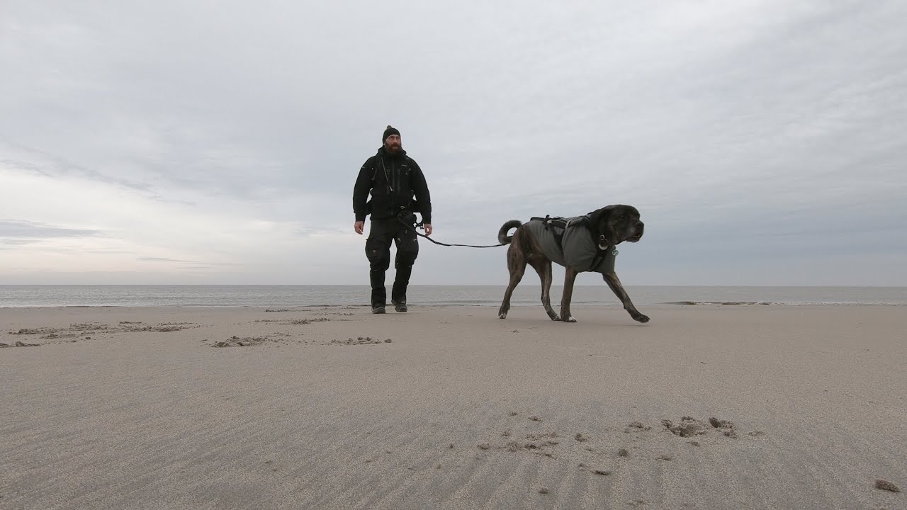 Around Baltrum on New Year's Day 2022 (dogtrekking, Zughundesport)