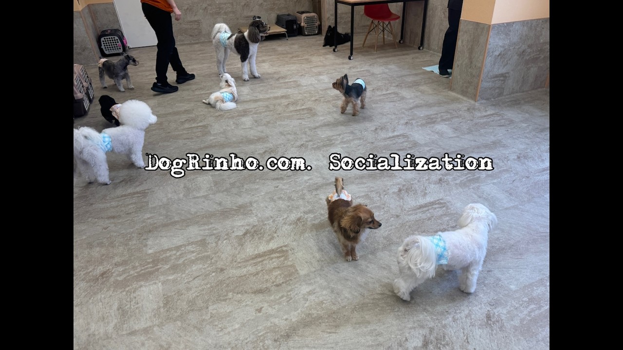 Dog daycare in Japan DogRinho 犬の保育園　20260320