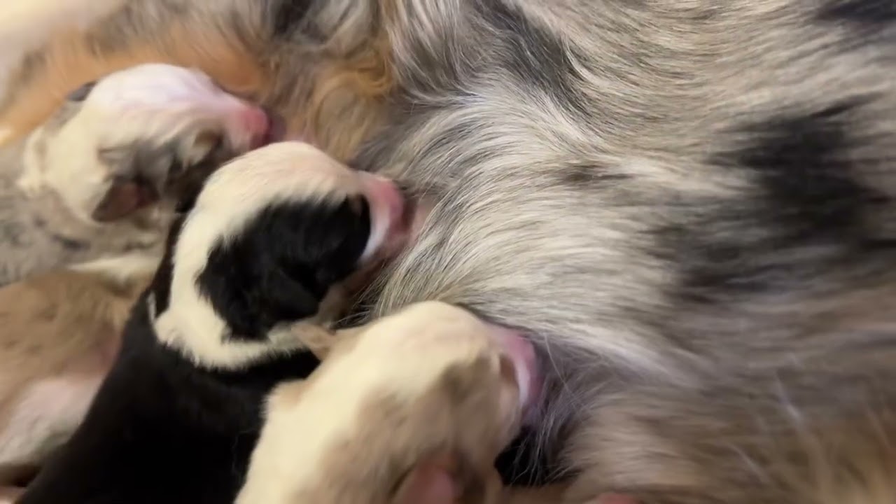BLISS Born 1-1-26  MiniAussiesInColorado.com