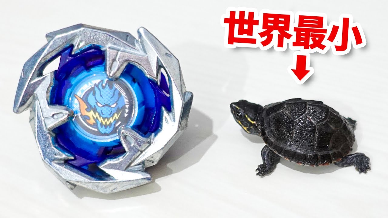初期のベイブレードXよりも小さい亀がヤバすぎるwwwww【大人向け解説】【ミシシッピニオイガメ / 世界最小】