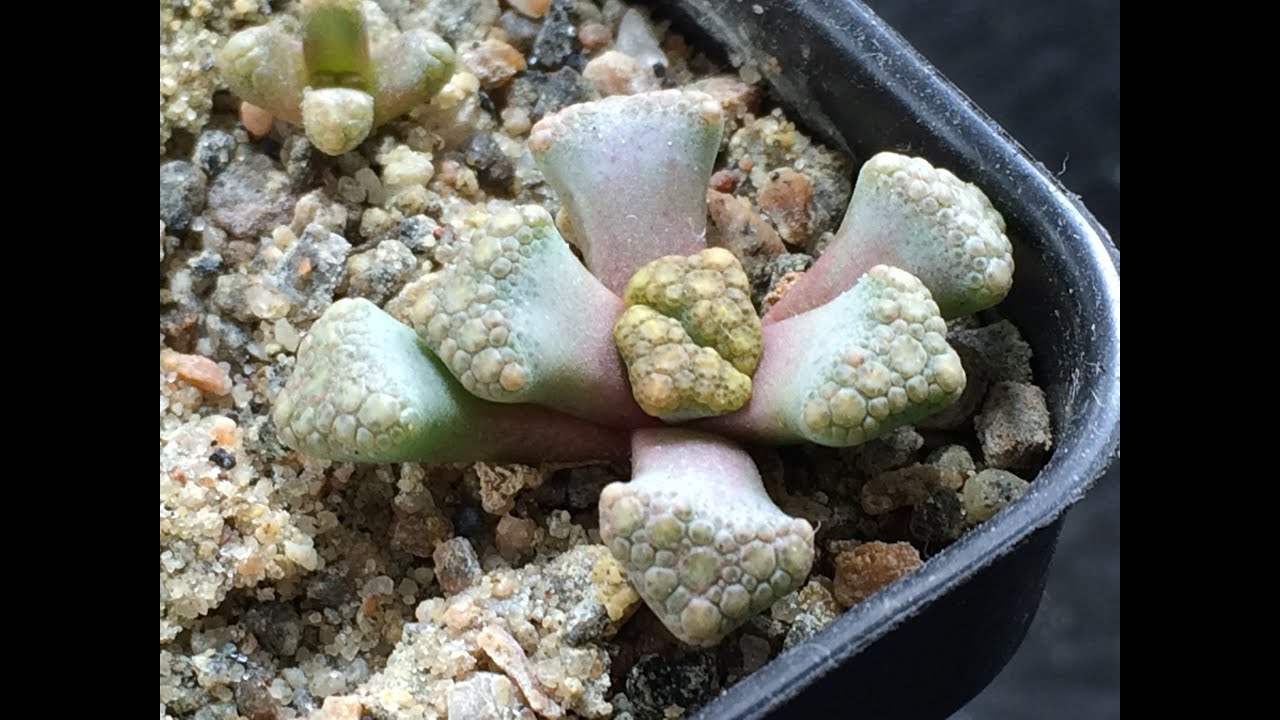 Repotting Some Titanopsis Babies