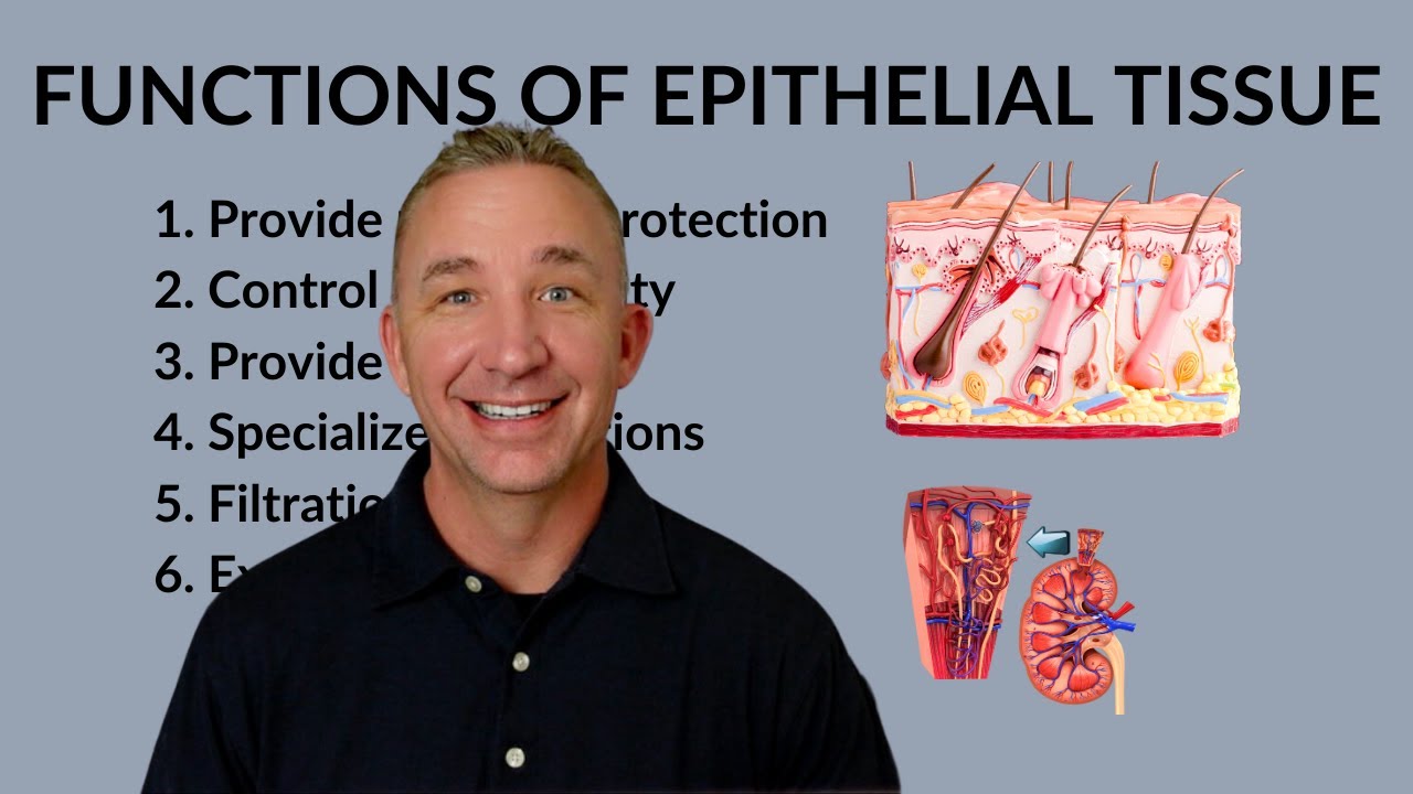 Functions of Epithelial Tissue