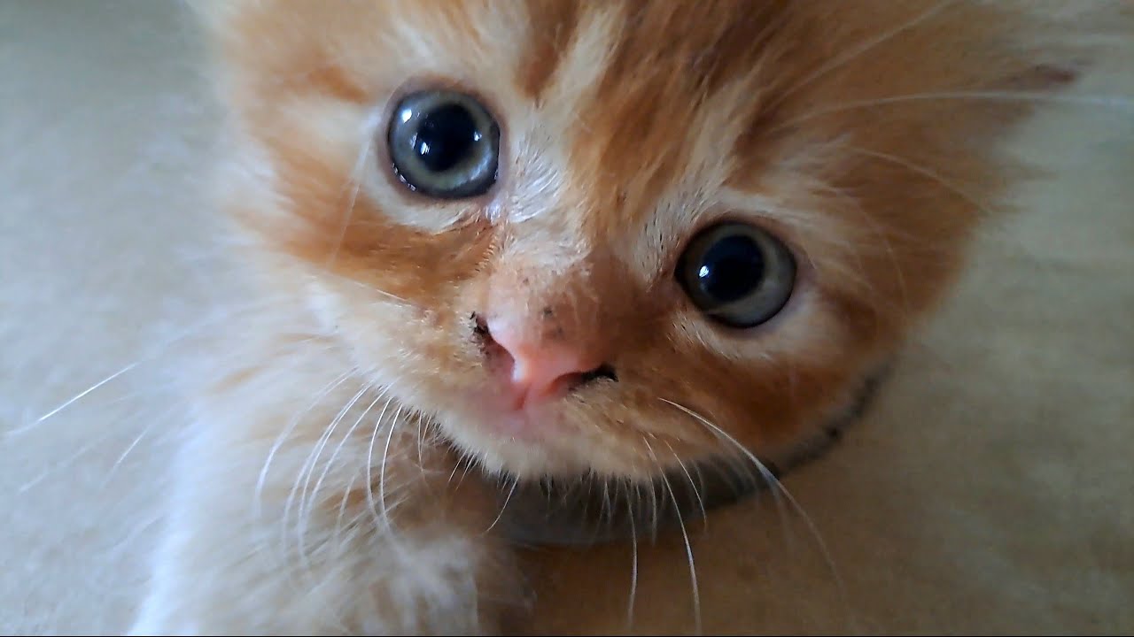 可愛すぎて、ついちょっかい出しちゃった子猫の反応がこちらです