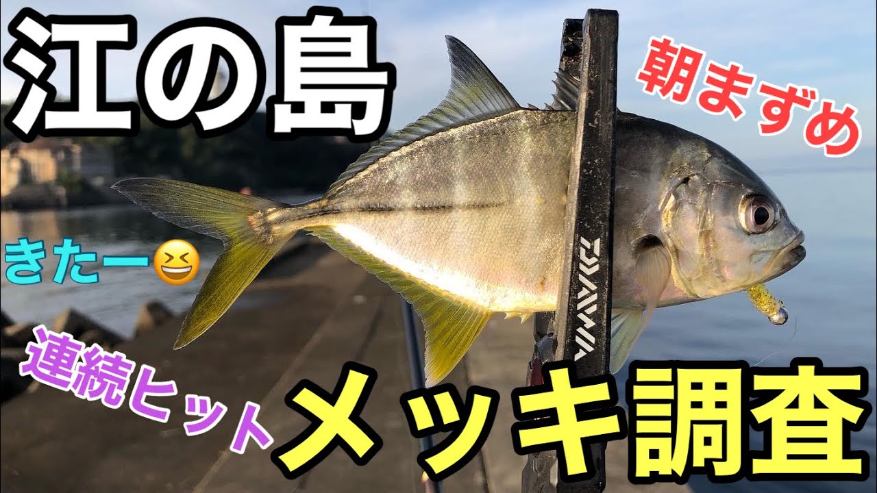 江の島 メッキ調査！！　朝まずめきました😆
