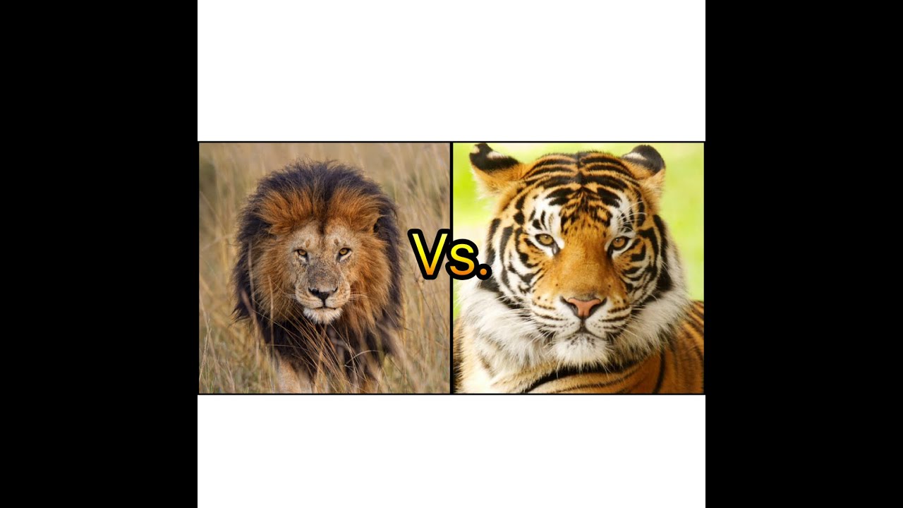 African Lion Vs: Bengal Tiger
