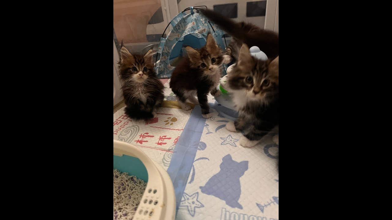 200 Days with Mama Bastet & Her Kittens: A Daily Life Livestream! 156 out of 200