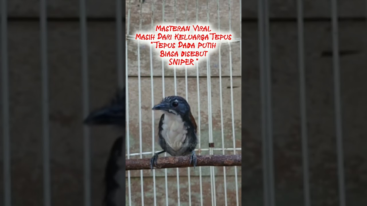 Tepus Dada Putih Atau Sniper 