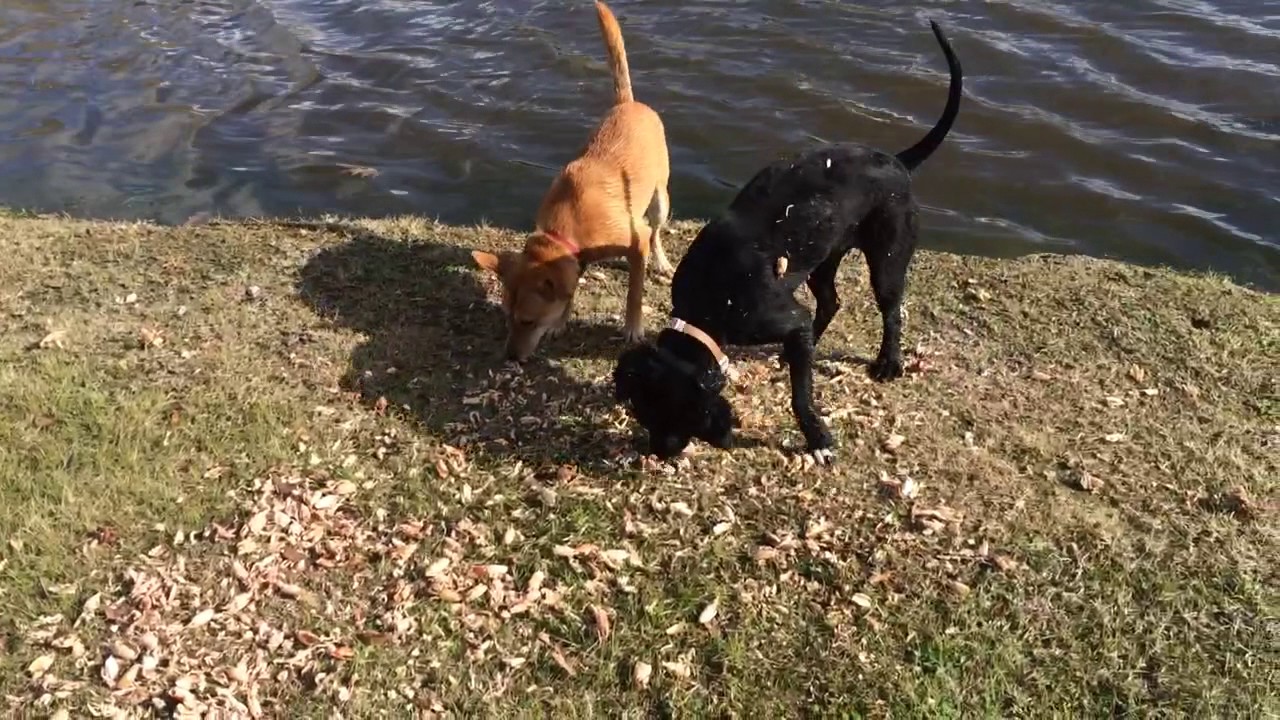 Girls exploring crawfish shell pile