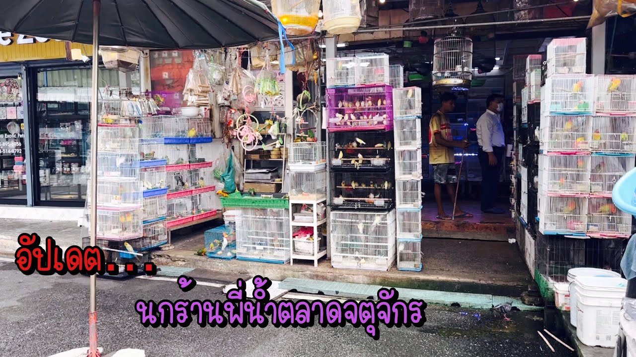 Zing’s Day l อัปเดต…นกร้านพี่น้ำตลาดจตุจักร