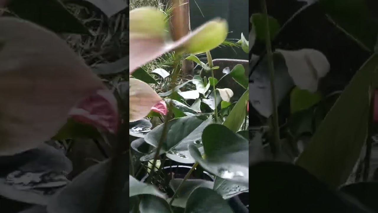 💐නව වන පැකේජය සහ දහ වන පැකේජය 💐🥰🥰