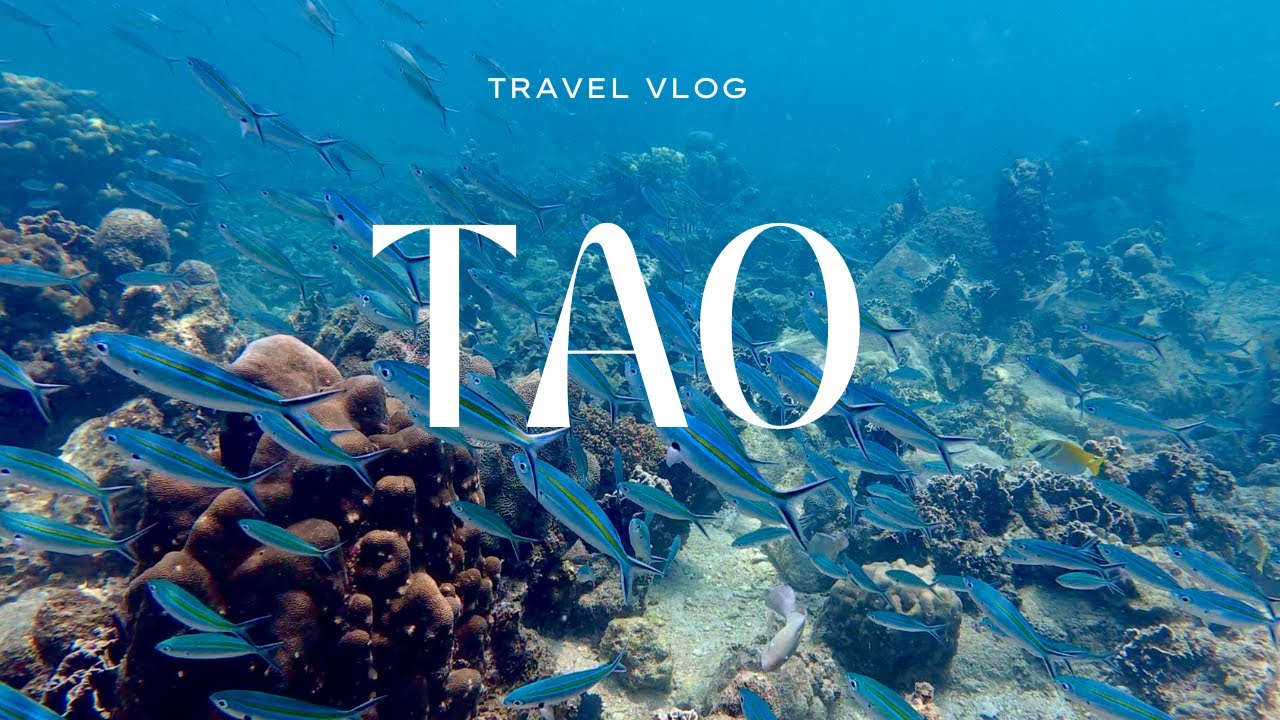 Ко Тао | Лучший остров в Таиланде? | Черепахи | Акулы