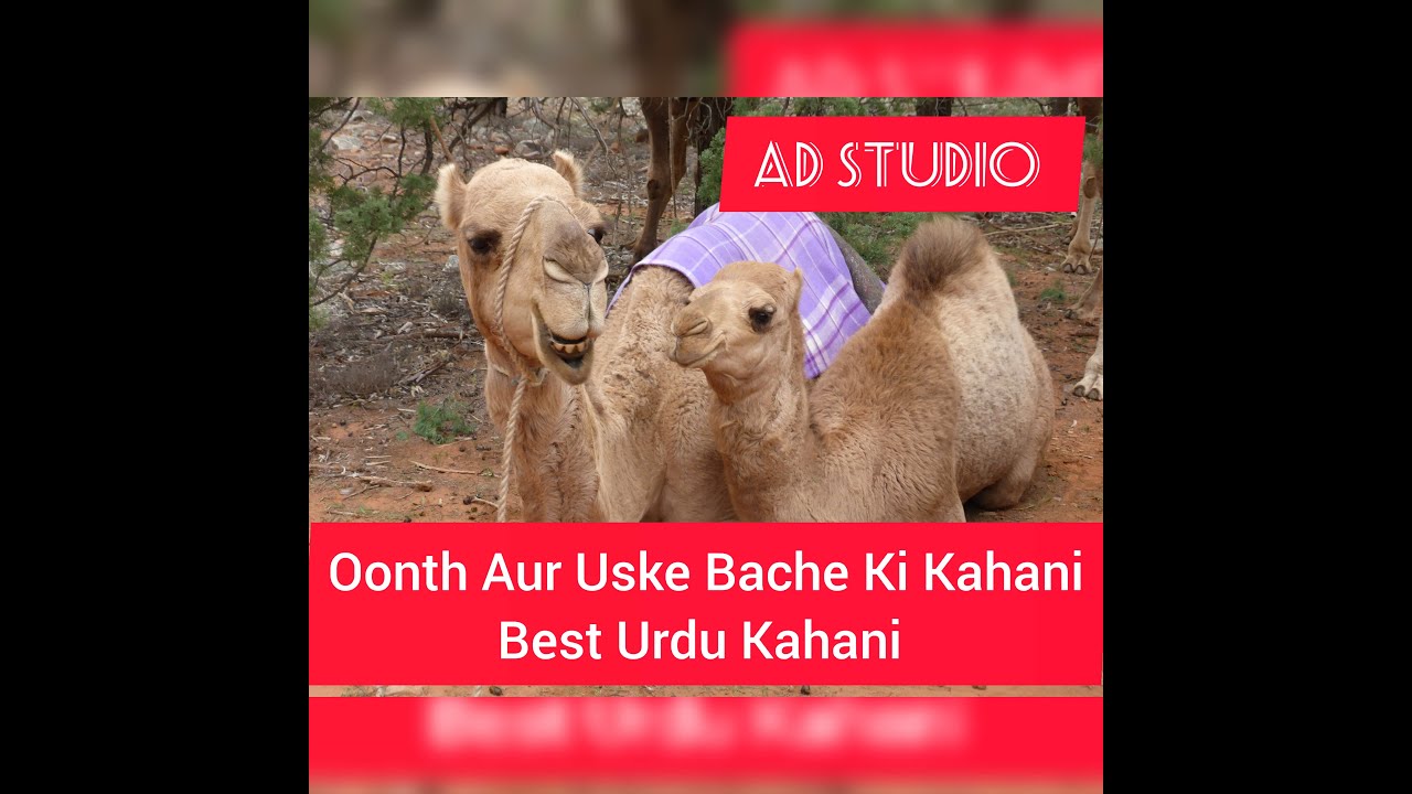 Oonth Aur Uske Bache Ki Kahani