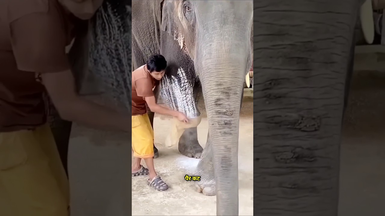 Owner Helps Elephant Walk Again ❤️ #shorts