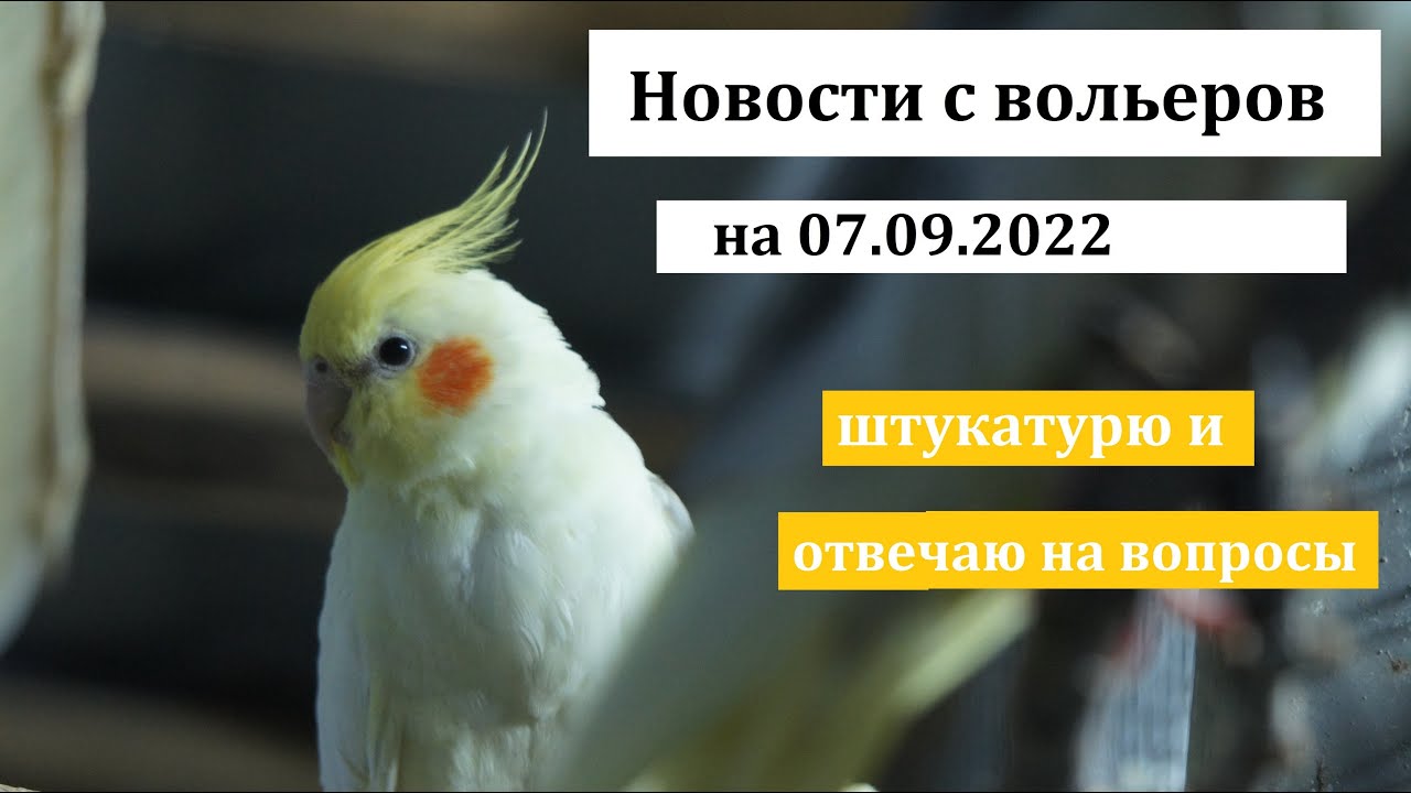 TimPtitZ: Новости с вольеров на 07.09.22. Штукатурю и отвечаю на вопросы.