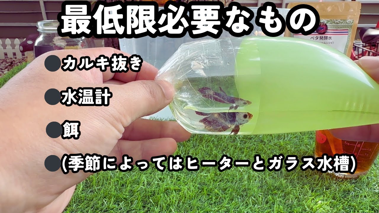 今すぐベタを飼いたい人へ｜お店で買う最低限のものだけ教えます