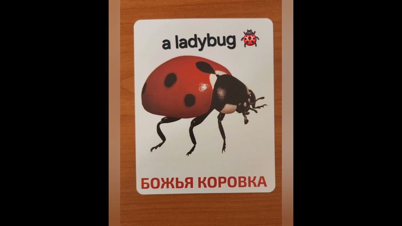 Наглядный словарь. Насекомые 🐞 