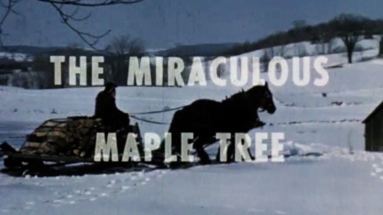Vermont Maple Sugaring 1966