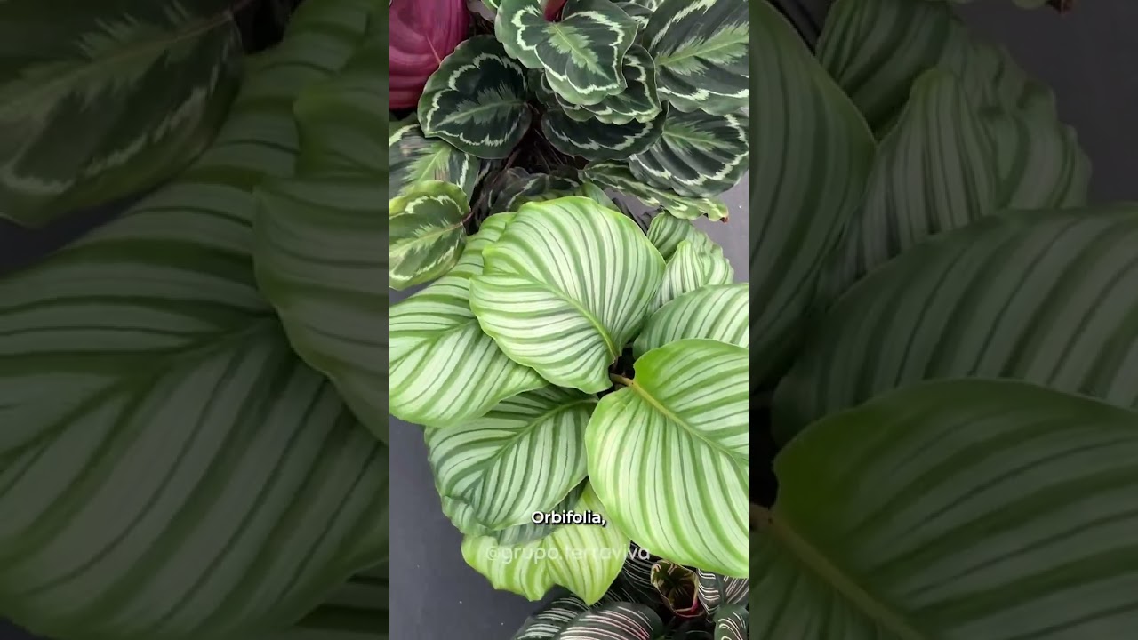 Conheça as Calatheas! 