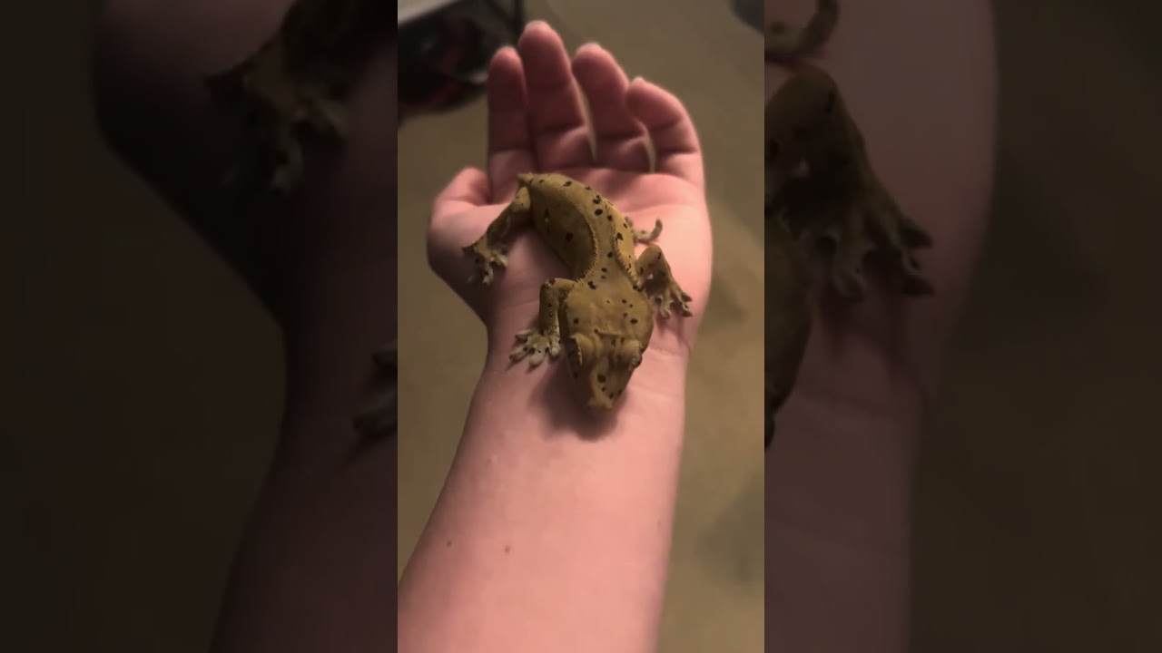 Reptile tour 2026
