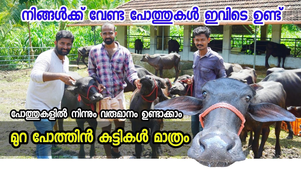 Quality ഉള്ള മുറ പോത്തിൻ കുട്ടികളെ വാങ്ങാം | Murah Buffalo farm