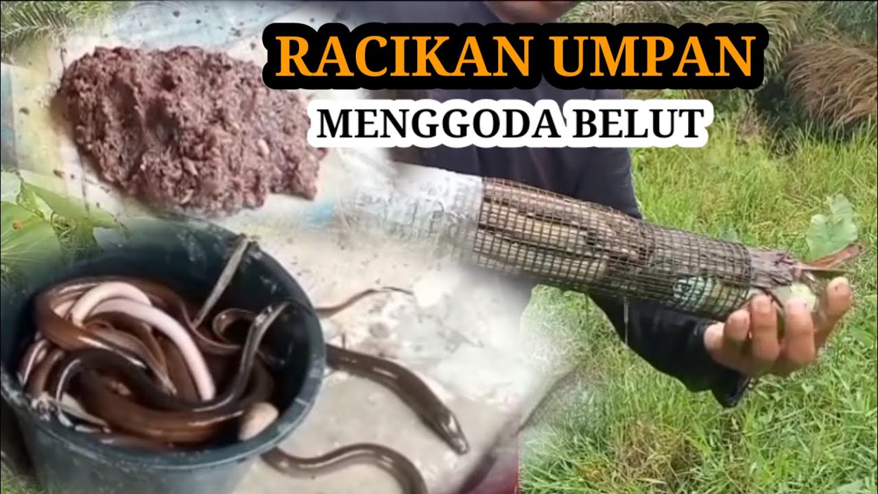 RACIKAN UMPAN BUBU BELUT / LUKAH DIJAMIN MELIMPAH..!!