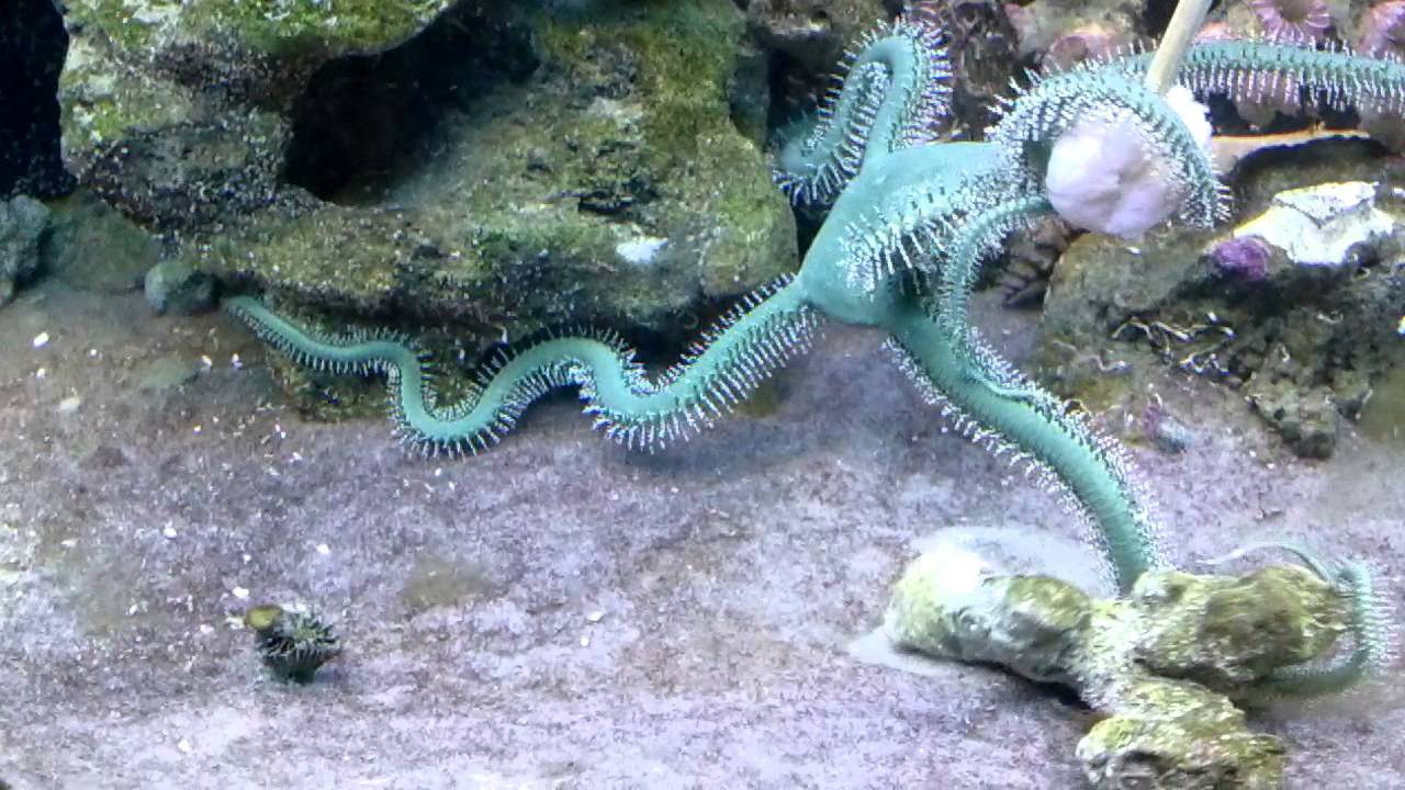 Rambo the green brittle star on the attack
