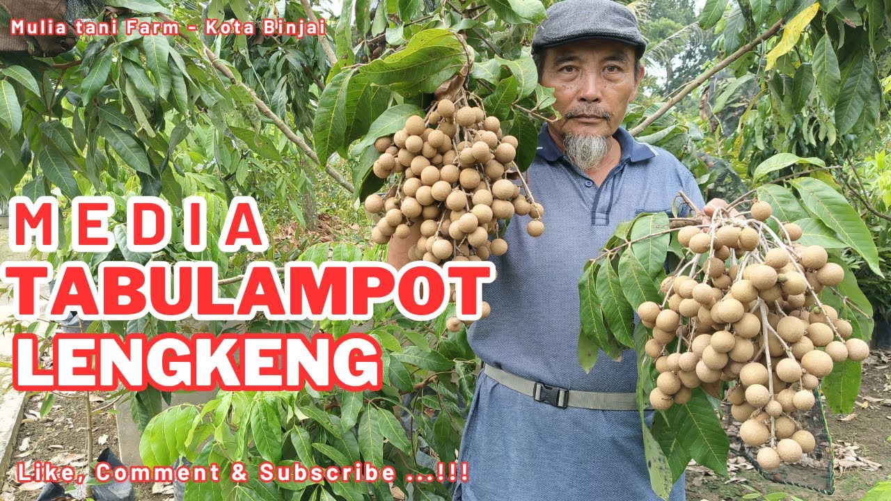 MEDIA TABULAMPOT LENGKENG