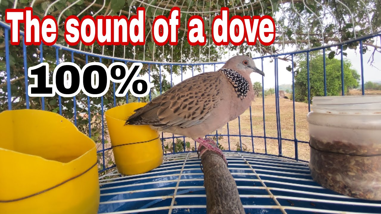 TheSound of a dove 100%
