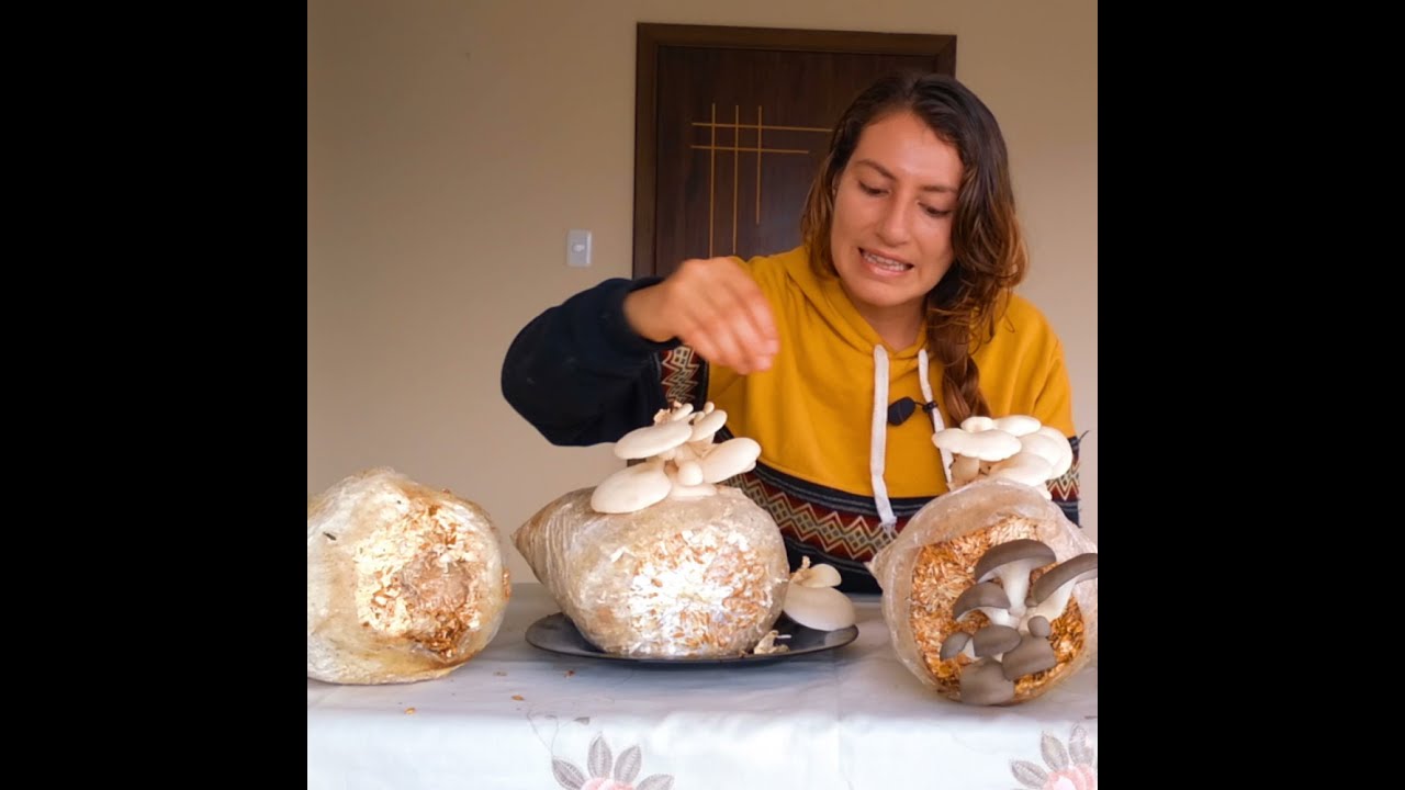 Cultivo de hongos en casa: Kits de cultivo